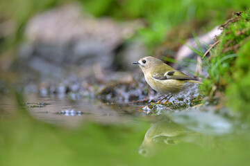 Wintergoldhähnchen Regulus regulus