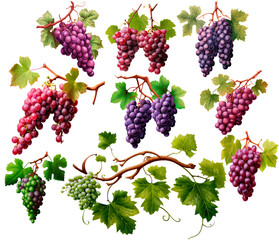 Set of grape bunches with leaves, isolated