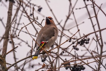 Bohemian Wazwing on a tree 