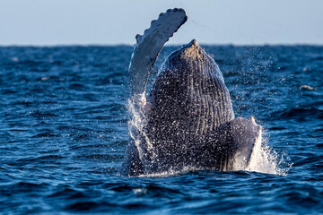 humpback whale breaching in pacific ocean background in cabo san lucas mexico baja california sur