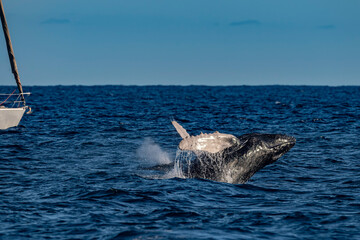 humpback whale breaching in pacific ocean background in cabo san lucas mexico baja california sur