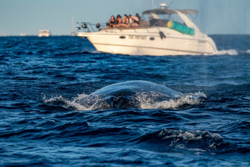 humpback whale breaching in pacific ocean in front of a motorboat background in cabo san lucas mexico baja california sur © Izanbar photos