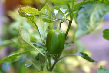 Bell pepper plant grown in a pot. The fruit has a square to hexagonal shape. The thick or thin shell varies according to the species. There are many colors ranging from green, yellow, orange and red.