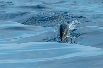 Obraz premium striped dolphin jumping outside the sea