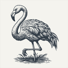 Flamingo. Vintage woodcut engraving style vector illustration. © RetroVector