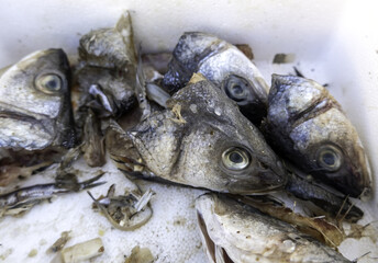 Spoiled fish in the trash