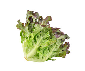 Fresh organic red lettuce isolated on transparent background. PNG