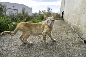 Stray cats in the street