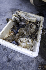 Spoiled fish in the trash