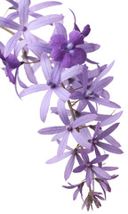close-up cluster of petrea volubilis flowers, aka purple wreath, queen's wreath, sandpaper vine or nilmani, pale blueish violet ornamental blossom isolated on white background