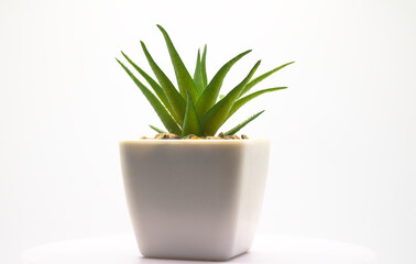 White pot with green artificial aloe vera plant white background horizontally