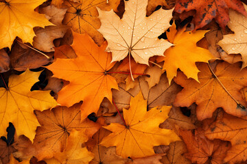Naklejka na ściany i meble colorful autumn maple leave during fall season 