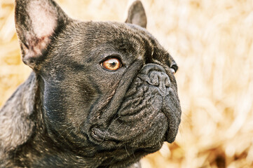 Portrait of a French brindle bulldog with black color. Animal, pet. A dog on a background of straw.