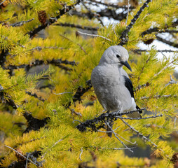 Nutcracker bird perched in a vibrant yellow pine tree