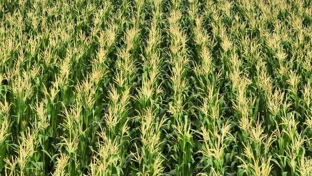 Aerial view of maize field with flowers, also known as corn, pollinating in the wind. Agriculture, Cultivation