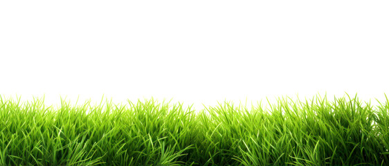 Lawn green grass isolated on white background