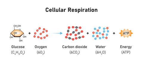 Cellular Respiration Equation Scientific Design. Vector Illustration.