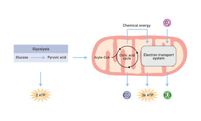 Cellular Respiration Scientific Design. Vector Illustration.