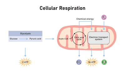 Cellular Respiration Scientific Design. Vector Illustration. - obrazy, fototapety, plakaty