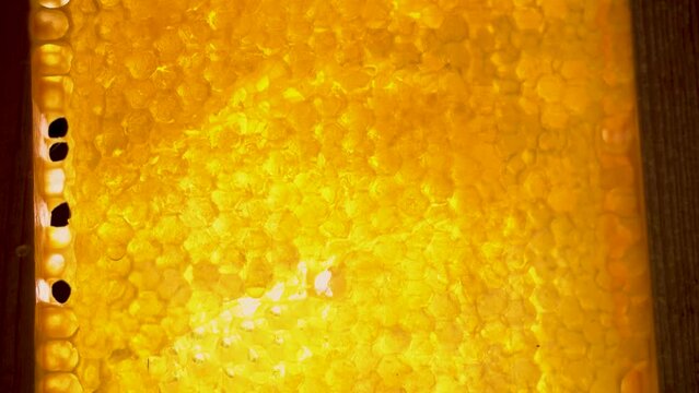 Camera slides over on empty wax honeycombs. Close up of honeycomb frame with hexagonal cells. Bee farm. Concept of beekeeping, apiculture, production of organic natural honey, agriculture.