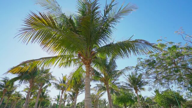 4k, public park oasis with palm trees panoramic view, Yanbu, Saudi Arabia