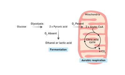 Aerobic and Anaerobic Respiration Scientific Design. Vector Illustration.