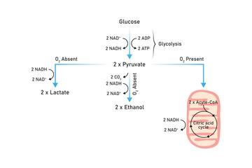 Aerobic and Anaerobic Respiration Scientific Design. Vector Illustration.