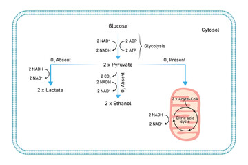 Aerobic and Anaerobic Respiration Scientific Design. Vector Illustration.
