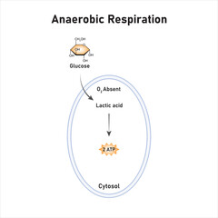 Anaerobic Respiration Scientific Design. Vector Illustration.