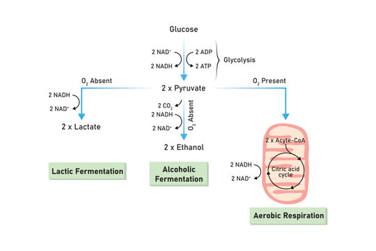Aerobic and Anaerobic Respiration Scientific Design. Vector Illustration.