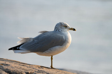 Seagull by the sea with the vibrant colors of the sunset