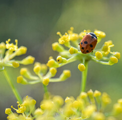 ladybird on yellow flower