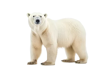 Foto op Canvas Polar Bear isolated on a transparent background. Animal left side portrait.  © Laser Eagle