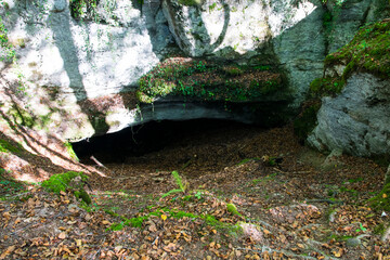 La cueva del bosque