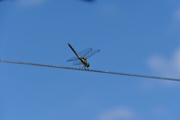 Libelle auf einer Leine vor blauem Himmel.