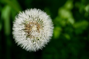 Pusteblume mit Tau vor schönem grünen Bokeh.