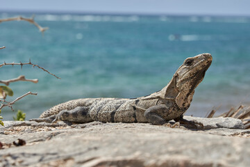 iguana in tulum