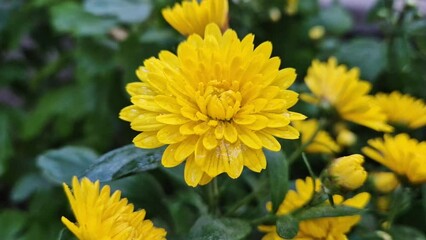 Closeup yellow chrysanthemum flowers in the garden after rain covered with dew drops on the petals. Beautiful seasonal plants - Powered by Adobe