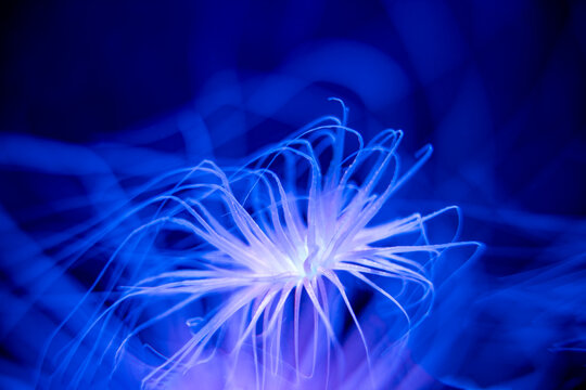 Tube-dwelling anemones