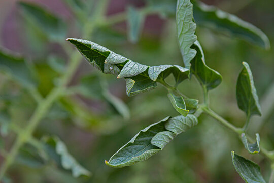 Close up example of leaf curling on a tomato plant
