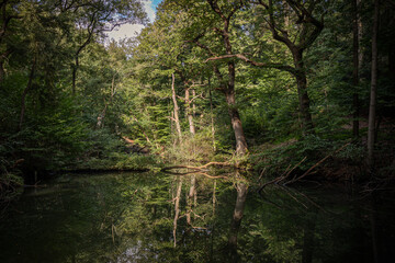 Sun shining through the trees in the forest making beautiful reflections in the pond of the forest, province of North Brabant, Netherlands