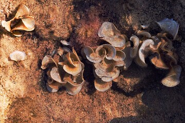 Sea Weed Under The Water In Spring
