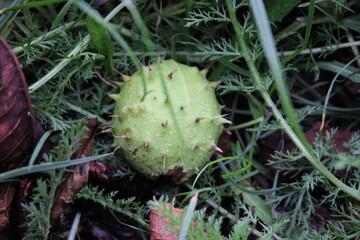 Seed pod from a Horse Chestnut tree laying on the ground in vegetation