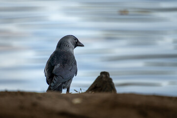 Engaging and inquisitive, a crow makes striking eye contact with the camera by the tranquil riverside, offering a captivating glimpse into the avian world's intelligence and curiosity.