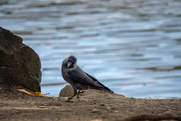 Obraz premium Engaging and inquisitive, a crow makes striking eye contact with the camera by the tranquil riverside, offering a captivating glimpse into the avian world's intelligence and curiosity.
