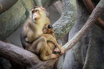 A heartwarming scene unfolds as a Macaque mother cradles her precious baby on a sturdy branch, epitomizing the tender bonds of maternal love in the primate world.
