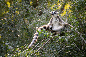Perched high in the treetops, a Ring-Tailed Lemur surveys its surroundings with watchful eyes, epitomizing the natural curiosity and agility of these charismatic primates.