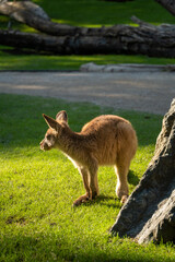 In a heartwarming scene, a young Eastern gray kangaroo grazes on fresh grass, showcasing the innocence and charm of a kangaroo joey exploring its world.