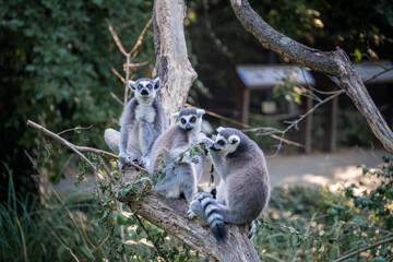 High in the treetops of their zoo habitat, a group of Ring-Tailed Lemurs attentively observes their surroundings, exemplifying the social dynamics and inquisitiveness of these captivating primates.