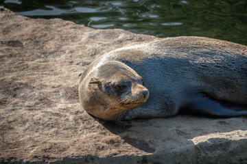 Fototapeta premium Sea lion on the rocks